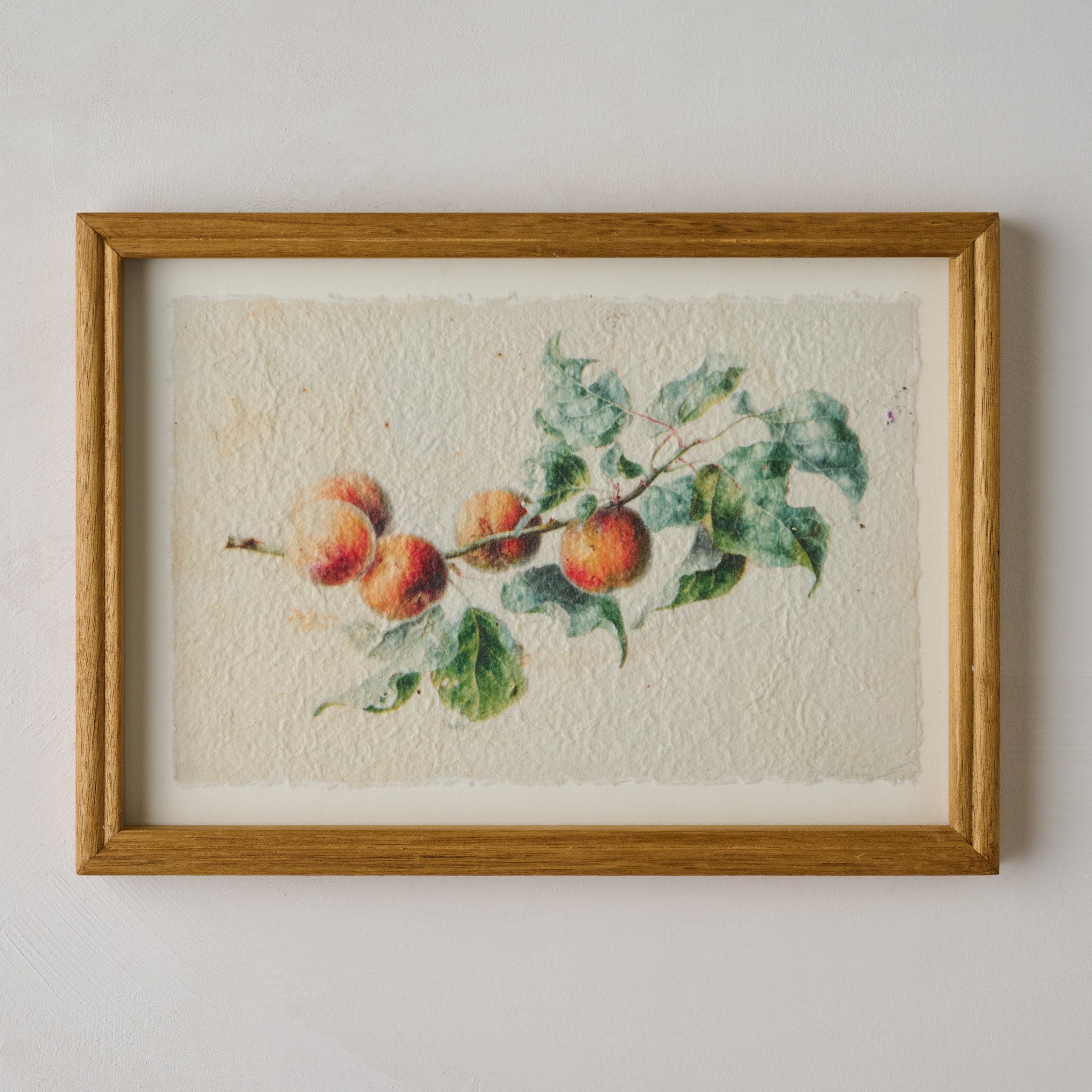 Heirloom Peach Study