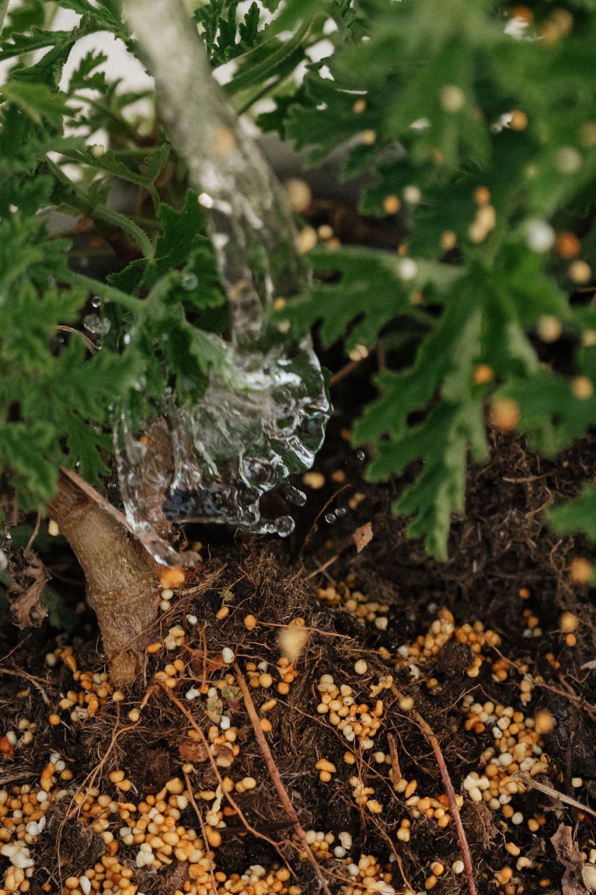 PlantAmika Rosewood Soil Elixir